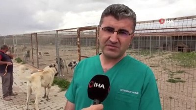 sosyal tesis -  ‘Anadolu Aslanı’ bu çiftlikte korunacak Videosu