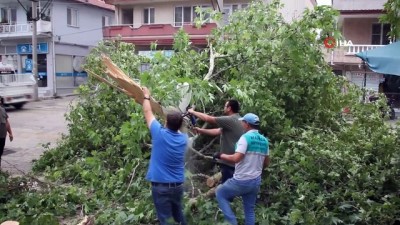 esnaf -  Aşırı rüzgar 50 yıllık çınar ağacını devirdi Videosu
