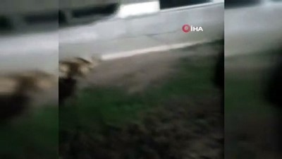sokak kopegi -  Başkent’te kafasına sallama darbesi aldığı iddia edilen bir köpek  gözünü kaybetti Videosu