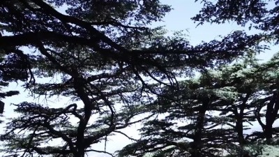 medeniyetler - BEYRUT - Lübnan'ın en önemli milli sembolü 'sedir' ağacından oluşan ormanlar iklim değişikliğinin tehdidi altında (1) Videosu