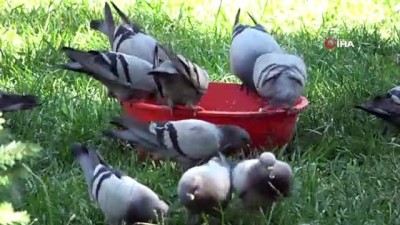 okul muduru -   Çöpten topladığı ekmeklerle okul bahçesinde kuşları besliyor Videosu