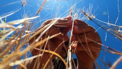 sonbahar - DİYARBAKIR - Karacadağ'da yabani buğday tohumlarının izini sürüyorlar Videosu