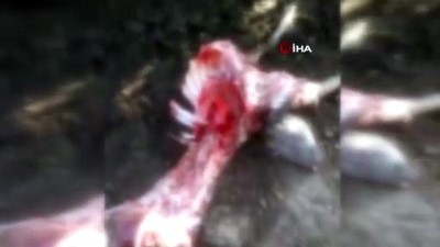 kurbanlik hayvan -  - Kurbanda satmaya hazırlandığı kuzularını kurt yedi Videosu