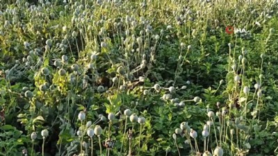  Şuhut'ta kuvvetli yağış buğday ve haşhaş ekili alanlara zarar verdi