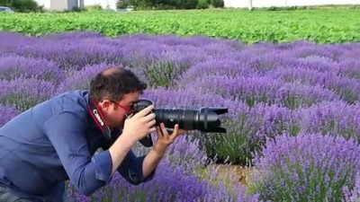 para odulu - TEKİRDAĞ - Göz alıcı mor renkli tarlalar fotoğraf tutkunlarının ilgisini çekiyor Videosu