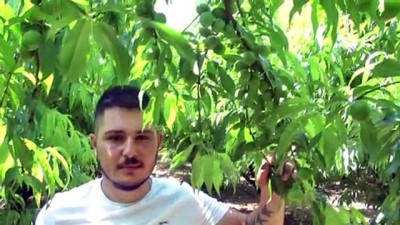 etiler - ÇANAKKALE - Kazdağları'nın coğrafi işaretli ürünü 'Bayramiç beyazı'nın hasadına başlandı Videosu