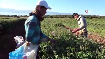 ekonomi -  Isparta’da kuraklık gül rekoltesini ve verimini etkiledi Videosu