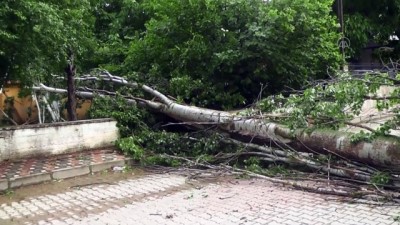 İZMİR - Ödemiş’te şiddetli rüzgar nedeniyle ağaçlar devrildi