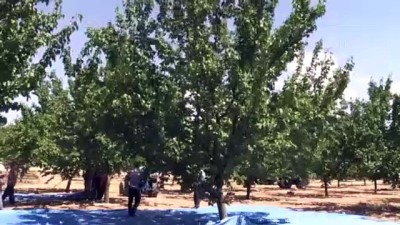 kuru kayisi - MALATYA - 'Kayısının başkenti'nde hasat başladı Videosu