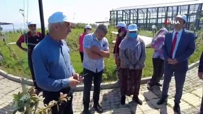 isaf -  Tıbbî ve Aromatik Bitkiler Bahçesi’nde ilk hasat yapıldı Videosu