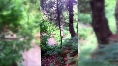 AYDIN - Ormanlık alanda Hint keneviri yetiştiren 2 şüpheli yakalandı