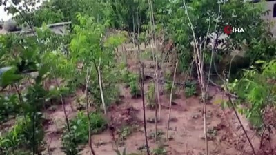 uzunlu -  Bağ evinde 69 kök ekili Hint keneviri ele geçirildi Videosu