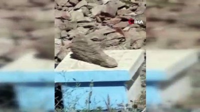 kamera -  Bitlis’te dev yılanların dansı böyle görüntülendi Videosu