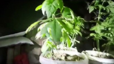 uyusturucu - ÇORUM - Evinde oluşturduğu serada Hint keneviri yetiştiren zanlı yakalandı Videosu