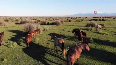 normallesme -  Deltada bulunan yılkı atları havadan görüntülendi Videosu