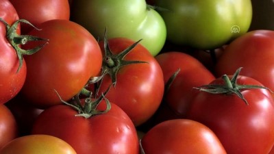 sinir kapisi - GAZZE - İsrail'in Gazzeli çiftçi ve tüccarlara yönelik yeni baskı aracı 'sapsız domates' şartı Videosu