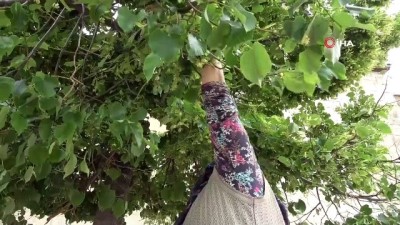 soguk alginligi -  Parklardaki ıhlamur ağaçları şifa dağıtıyor Videosu