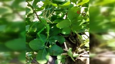 tarim -  Siirt'te et yiyen çekirge böyle görüntülendi Videosu