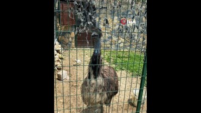 altin -  Silivri’de dev çiftlikte nesli tükenmekte olan hayvan baskını Videosu