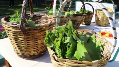 geleneksel lezzet - TEKİRDAĞ - 'Yapıncak yaprağı' adına hasat şenliği düzenlendi Videosu