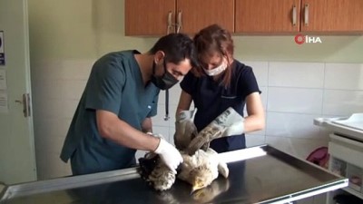 hayvanat bahcesi -  Yaralı ‘Mısır Akbabası’ tedavi altına alındı, bir daha uçamayacak Videosu
