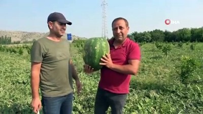 kuresel isinma -  Adana karpuzu tarlada 35 kuruşa düştü Videosu