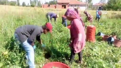 gubre -  Afyonkarahisar'da bezelye hasadı başladı Videosu