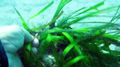 deniz canlilari - ANTALYA - Teknelerin çapa ve zincirleri 'Akdeniz'in akciğeri' olarak bilinen deniz çayırlarına zarar veriyor Videosu