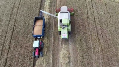 yagmur - EDİRNE - Buğday hasadına başlanan Edirne'de yüksek rekolte üreticiyi sevindirdi Videosu