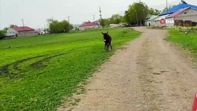 yaris -  Arabayla yarışan sevimli eşek ortaya renkli görüntüler çıkardı Videosu