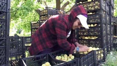 yurt disi - IĞDIR - 'Doğu'nun Çukurovası'nda üretilen kayısı, mevsimlik tarım işçilerine de ekmek kapısı oluyor Videosu