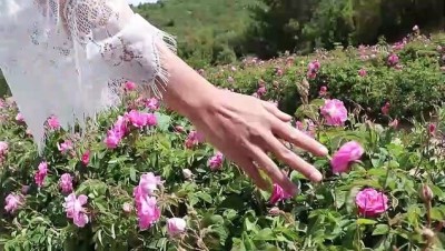 kuraklik - Isparta'nın ziyaretçilerini büyüleyen 'gül kokulu' bahçelerinde hasat zamanı Videosu