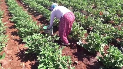 su -  Kilis’te patlıcan hasadı başladı...Kilosu tarlada 2 TL’den satılıyor Videosu