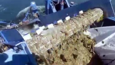 plaj - KOCAELİ - İzmit Körfezi'nin bazı kesimlerinde müsilaj yoğunluğu azaldı Videosu
