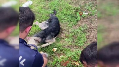 sokak kopegi -  Ölmek üzere olan sokak köpeğine itfaiye yardım etti Videosu