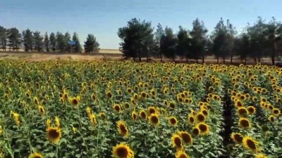 yurt disi - ŞANLIURFA - Ceylanpınar Tarım İşletmesi'nde ayçiçeğinde 18 bin ton rekolte bekleniyor Videosu