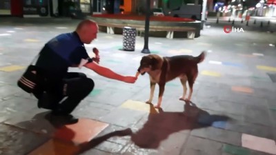 memur -  Dondurma yiyen köpek gülümsetti Videosu