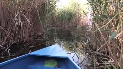 dogal yasam alani - KAYSERİ - Mavi ile yeşilin buluştuğu Orta Anadolu'nun kuş cenneti ziyaretçilerini ağırlıyor Videosu
