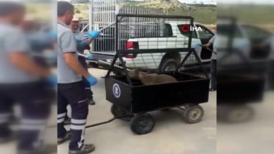 karahisar -  Kütahya’da yakalanan kurt, tedavi için Afyonkarahisar’a gönderildi Videosu