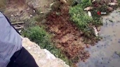 yumurta -  Ömerli Barajı'nda ölen balıklar iş makineleriyle toprağa gömülüyor Videosu