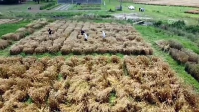 kuru fasulye - SAKARYA - Mısır Araştırma Enstitüsünde geliştirilen tohumlar Türk tarımına güç katıyor Videosu