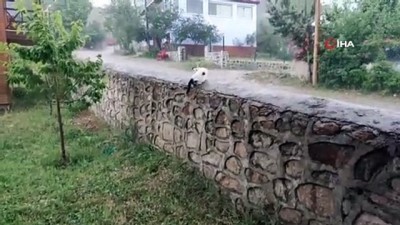 yagmur -  Şavşat'ta ceviz büyüklüğünde dolu yağdı Videosu