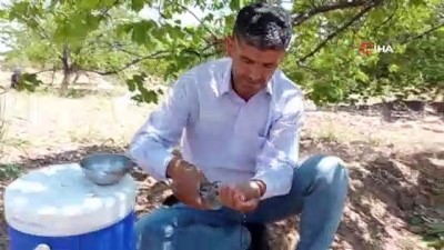 su -  Sıcak havada bitkin düşen yavru kargaya eliyle su içirdi Videosu