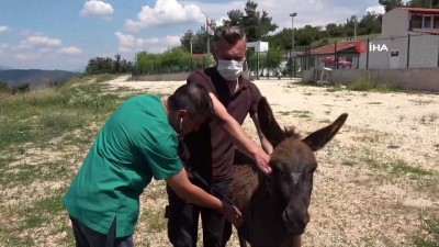 bulduk -  Tedavisi tamamlanan 'Kadife' yeni sahibini bekliyor Videosu