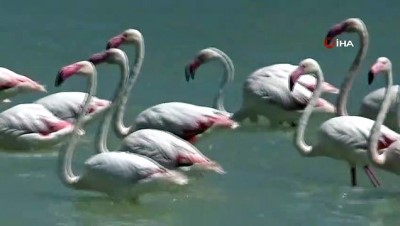 av yasagi -  Türkülere konu olan allı turnalar Van Gölü havzasını renklendirdi Videosu