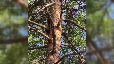 ormanli -  Yavru ayı orman işletme ekiplerini görünce korkudan ağaca böyle tırmandı Videosu