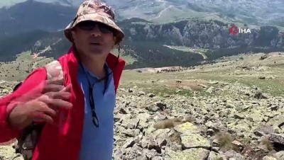 amator -  Yuları kayaya dolanan at, 20 sonra amatör telsizciler tarafından kurtarıldı Videosu