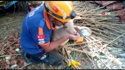 goc -  Ahır inşaatı çöktü, 150 koyun ve kuzu göçük altında kaldı Videosu
