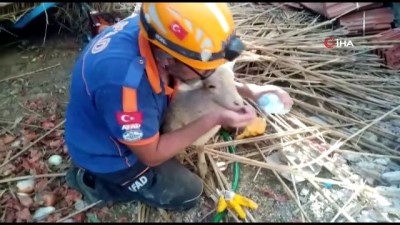 goc -  Çöken ağıldan 205 koyun kurtarıldı, 15’i telef oldu Videosu
