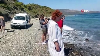 kopek baligi -  Dev köpekbalığı kıyıya vurdu Videosu